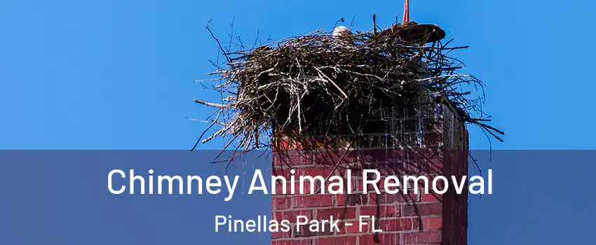  Chimney Animal Removal Pinellas Park - FL