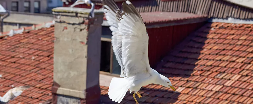 Residential Chimney Animal Removal Solution in Pinellas Park, FL